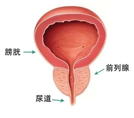 前列腺位置