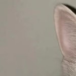 ChengZiKai's avatar