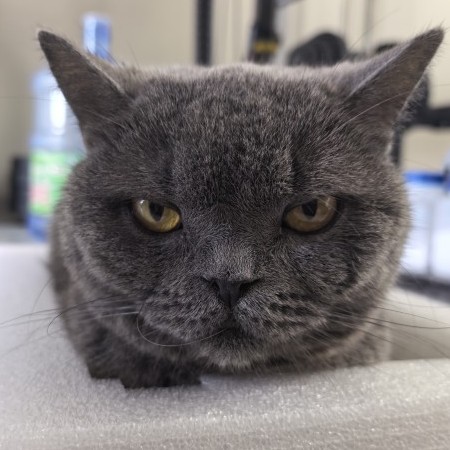 pangmaofeibo's avatar