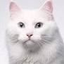 xkkkhsj's avatar