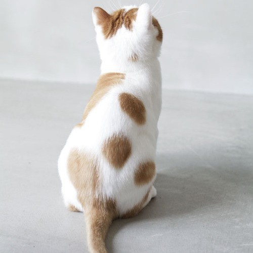 z0o0z142536's avatar