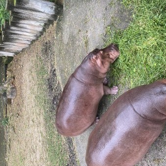 littlewarrior's avatar