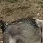 piaoguodeluren's avatar