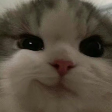 gp342529682's avatar