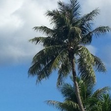 andylin1492's avatar