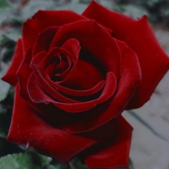 preference4love's avatar