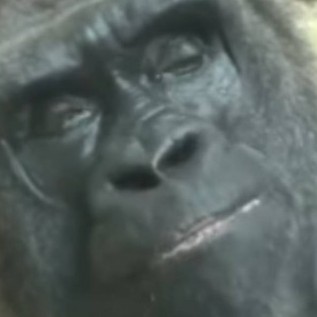 MMAMAA's avatar