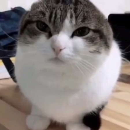 imnotfurry's avatar