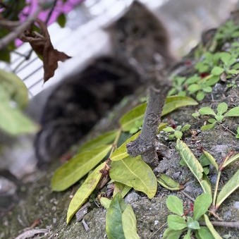 CharlesJian's avatar