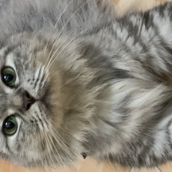 hongxin3618's avatar