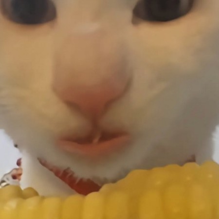 awedrtgyujiol's avatar