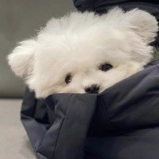 hanhanxiugou521's avatar