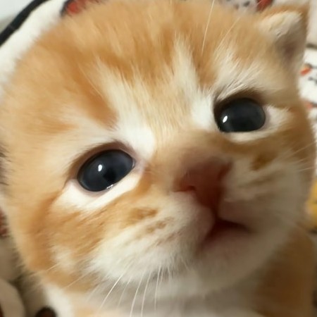 superniko's avatar