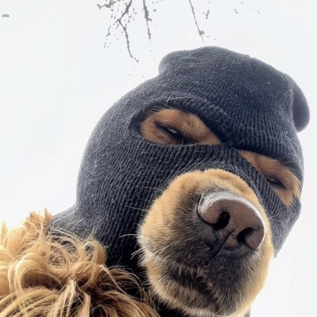 强大的鸭哥哥's avatar