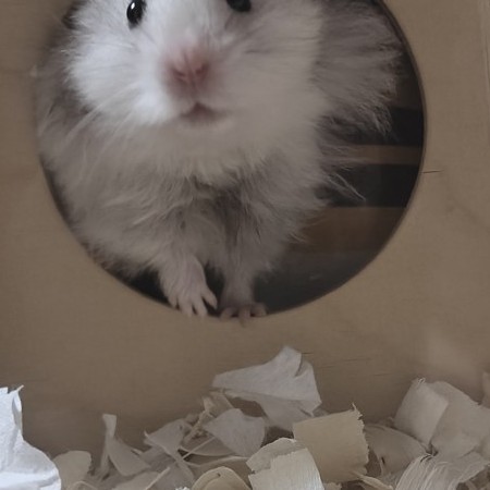 donggezaixian's avatar