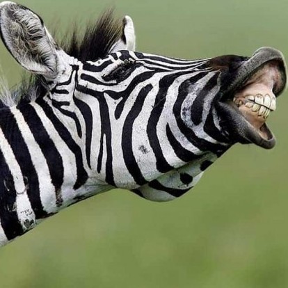 gaixiaoxiaqu's avatar