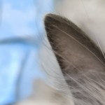 wuyuzhul's avatar