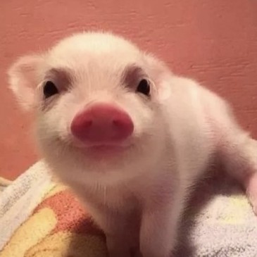 Pigpigpigzhuzhu's avatar