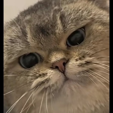 ChampionCatcher's avatar