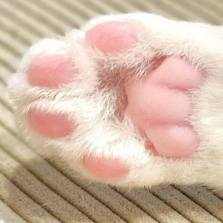 bobSimon007's avatar