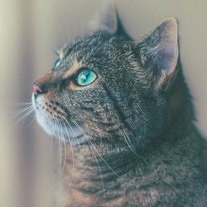 long5519936's avatar