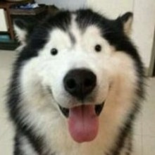WolfGod02's avatar